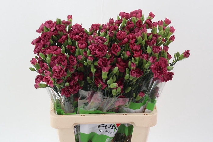 <h4>Di Tr Cecilia x20</h4>