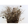 Larix Cone Bunch 50cm