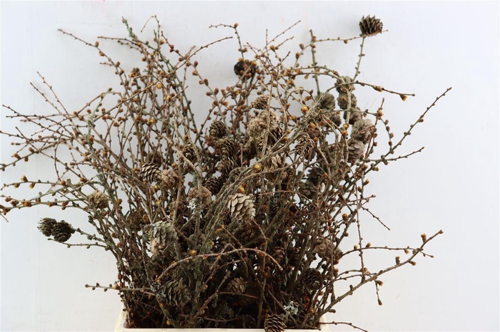 Larix Cone Bunch 50cm