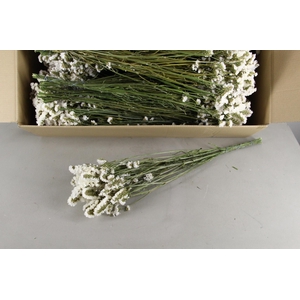 DF Statice White Bs 70g