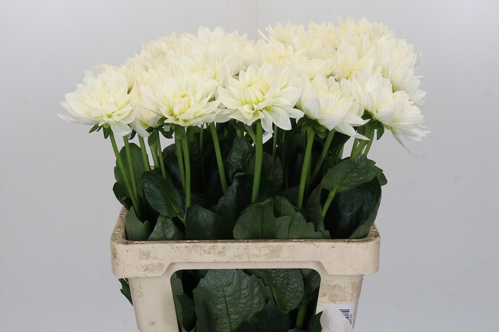 Dahlia Karma M. Zwaan