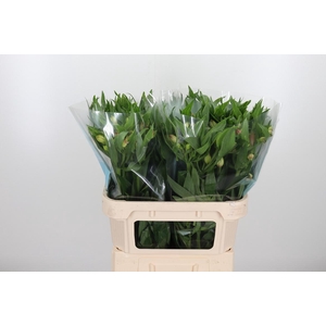 Alstroemeria Layla 95 Gram