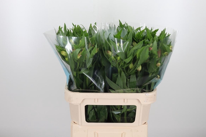 <h4>Alstroemeria Layla 95 Gram</h4>