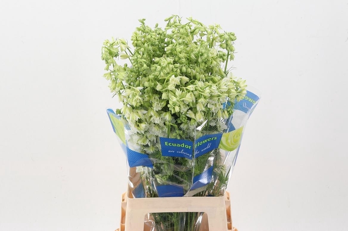 <h4>Cons R Q White Perfection</h4>