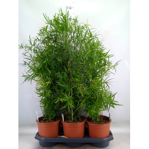 Asparagus falcatus