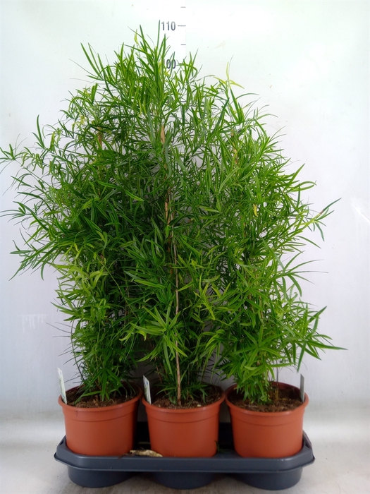 <h4>Asparagus falcatus</h4>