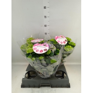 Hydrangea mac.   ...