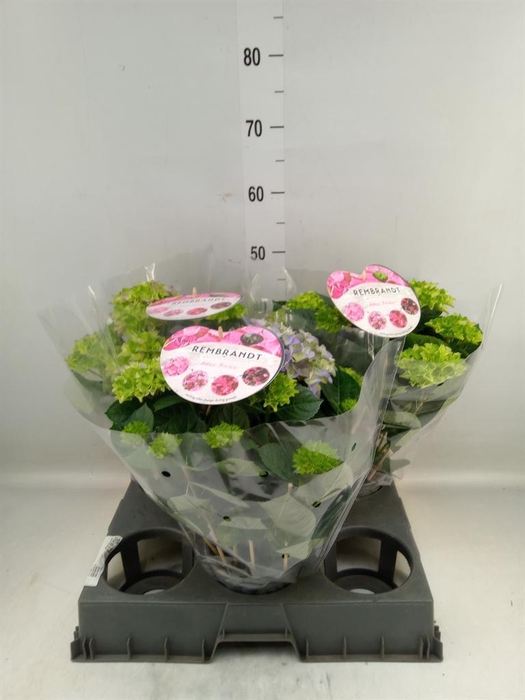 <h4>Hydrangea mac.   ...</h4>