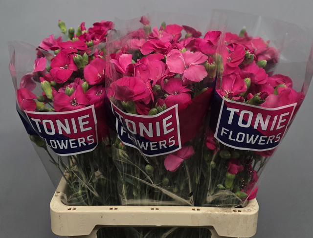 <h4>DI TE SOLOMIO IMRE</h4>