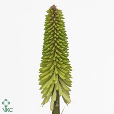 Kniphofia'Ice Queen