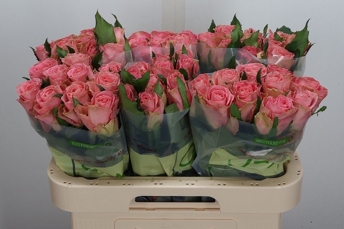 <h4>Rosa GR 'Hermosa'</h4>