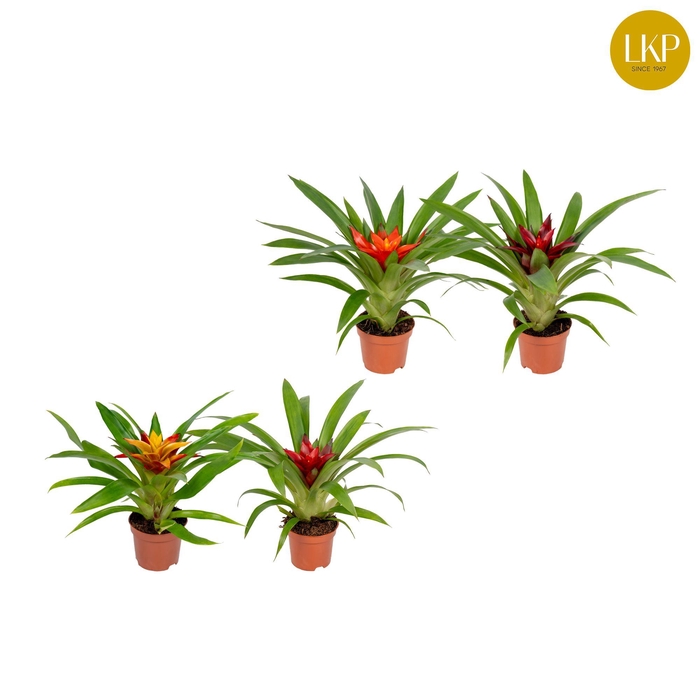 <h4>Guzmania Compact Gemengd (Met Hoes)</h4>