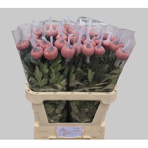 Chrys bl hornbill salm