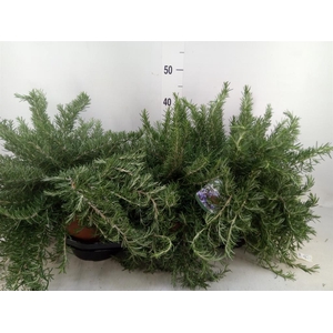 Rosmarinus officinalis 'Prostratus'