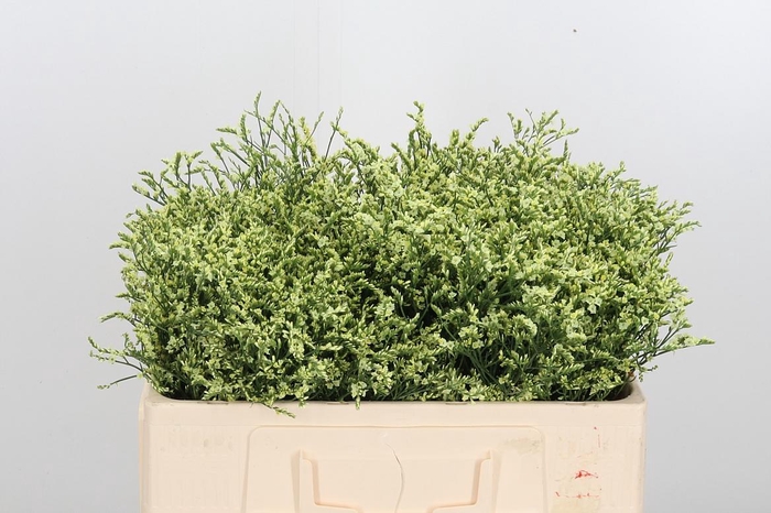 <h4>Lim Sin China Lemon</h4>