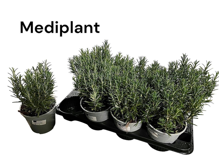 <h4>Rosmarinus officinalis</h4>