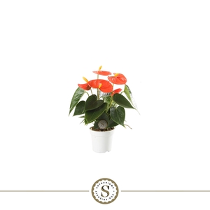 Anthurium andr. 'Orange Champion'