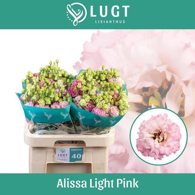 <h4>EUS G ALISSA LIGH PI</h4>