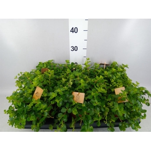 Peperomia rotundifolia