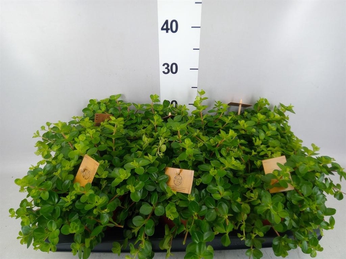 <h4>Peperomia rotundifolia</h4>