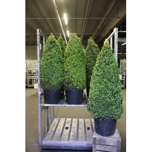 Buxu Sempervirens Piramide