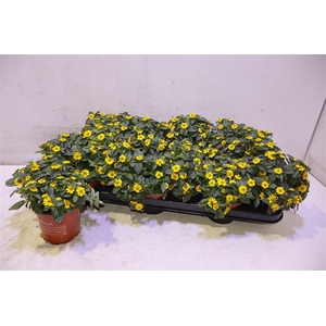 arr8 Sanv Yellow Beauty