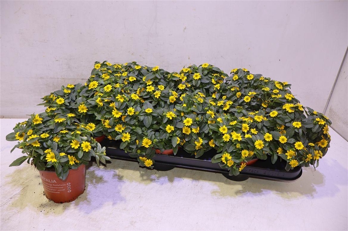 <h4>arr8 Sanv Yellow Beauty</h4>
