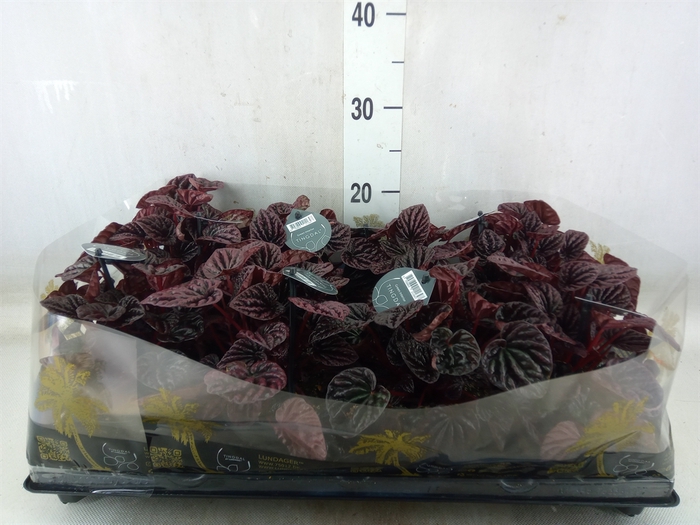 <h4>Peperomia</h4>