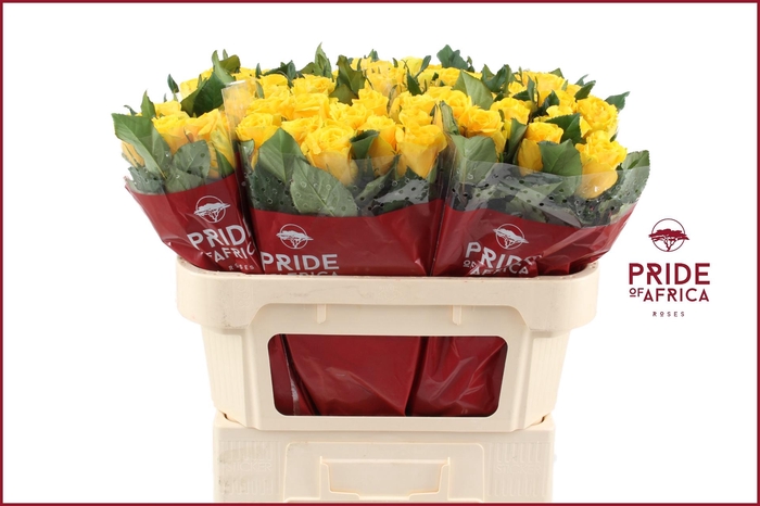 <h4>R GR LA DORADA</h4>