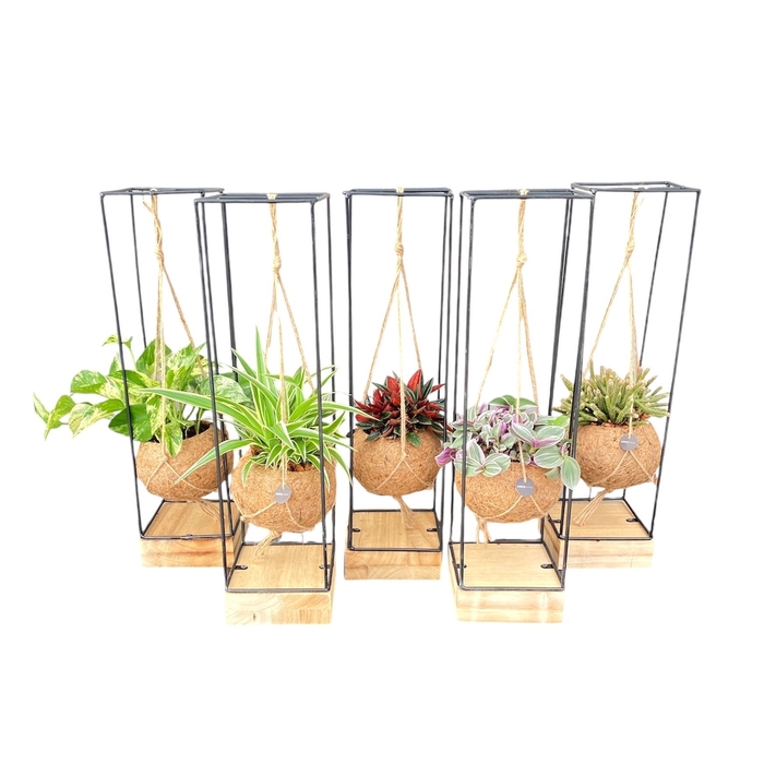 <h4>Planten Groen   ...mix  3</h4>