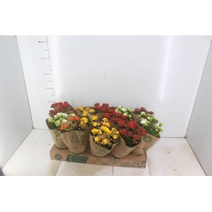 KALANCHOE DOBRADO P11