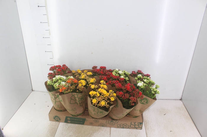 <h4>KALANCHOE DOBRADO P11</h4>