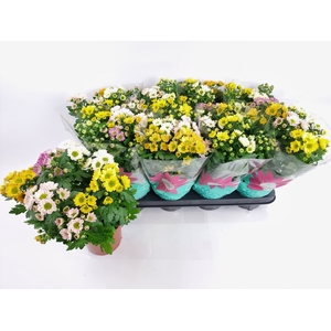 CHRYS ROSSI GEM POT