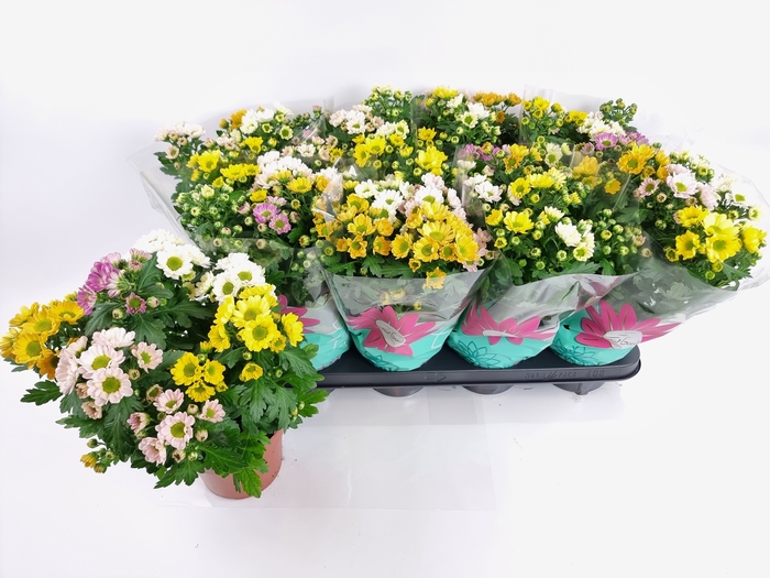 <h4>CHRYS ROSSI GEM POT</h4>