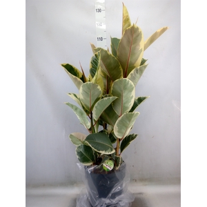 Ficus elastica 'Tineke'