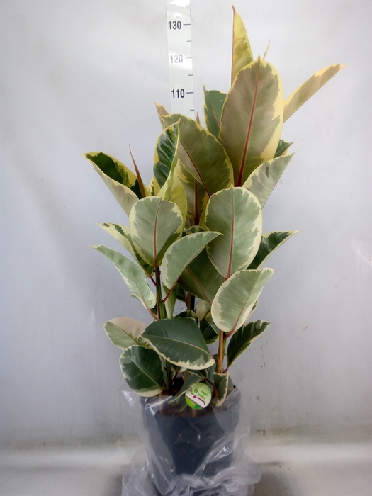 <h4>Ficus elastica 'Tineke'</h4>