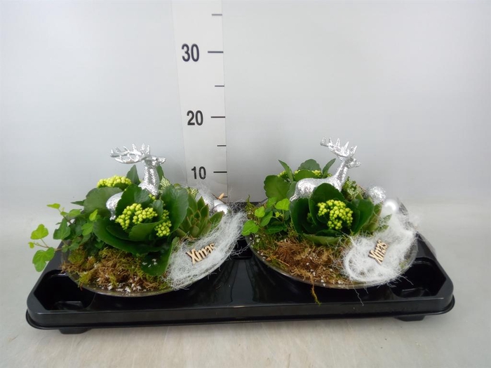 <h4>Arr. Kerst L%</h4>