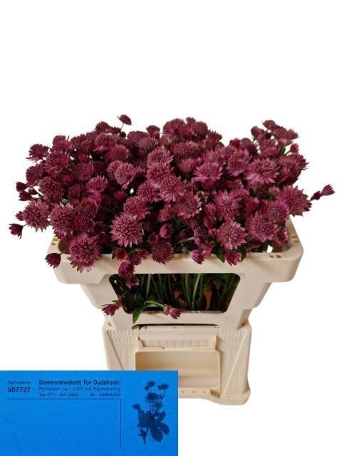 <h4>ASTRANTIA ROMA</h4>