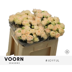 Rosa spray hastags joyfull