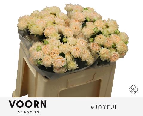 <h4>Rosa spray hastags joyfull</h4>