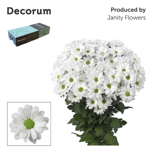 Chr T Kennedy Decorum exportbox