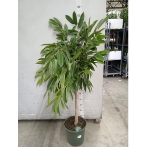 Ficus binn. 'Amstel King'