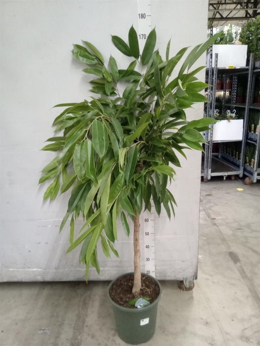 <h4>Ficus binn. 'Amstel King'</h4>