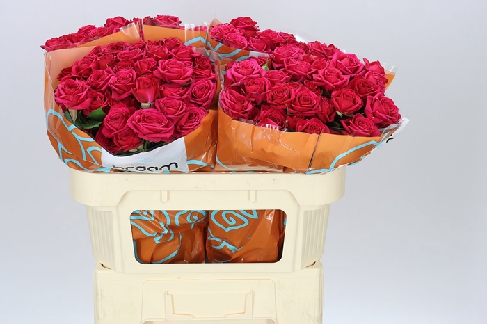 <h4>Rosa Tr Quincy</h4>