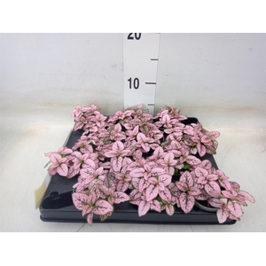 Hypoestes phyllo.   ...