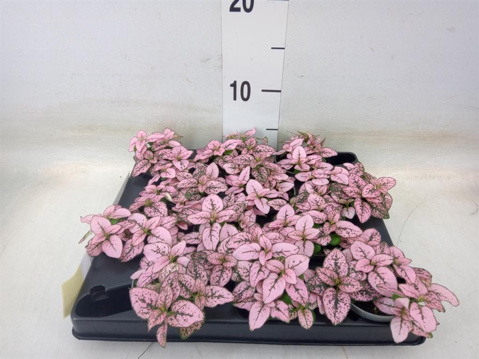 <h4>Hypoestes phyllo. ...</h4>