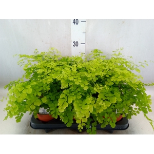 Adiantum raddi. 'Fragrans'