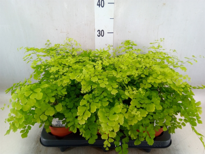 <h4>Adiantum raddi. 'Fragrans'</h4>