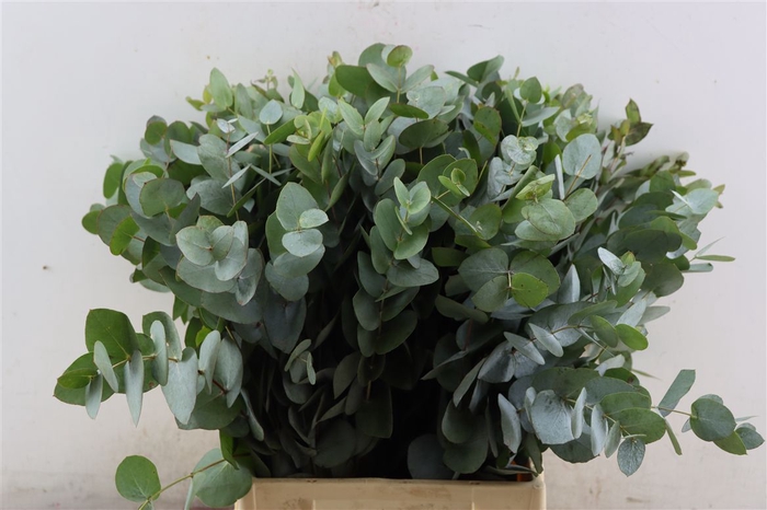 <h4>Euca Cinerea 55 Cm P Stem S A</h4>