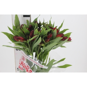 ALSTROEMERIA HOT PEPPER 080 CM